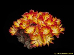Sulcorebutia tarabucoensis v. aureiflora WR479 2223 